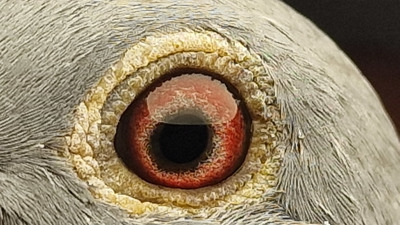 Pigeon eye