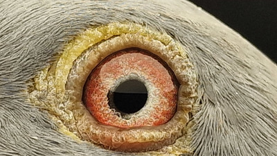 Pigeon eye