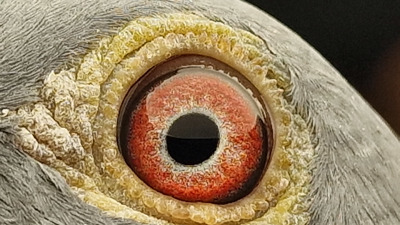 Pigeon eye