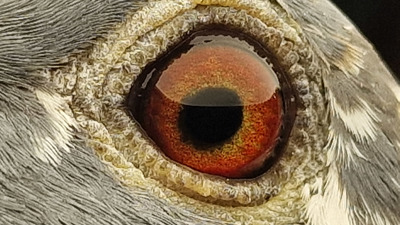 Pigeon eye