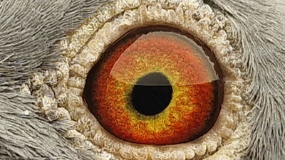 Pigeon eye