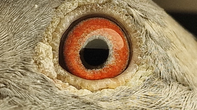 Pigeon eye