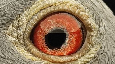 Pigeon eye