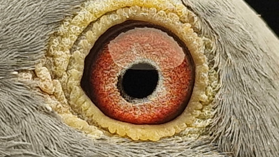 Pigeon eye