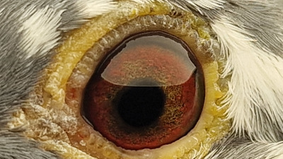 Pigeon eye