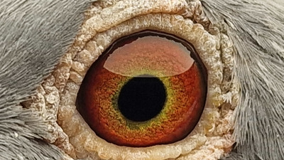 Pigeon eye