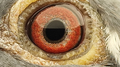 Pigeon eye