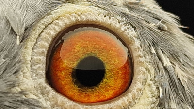 Pigeon eye