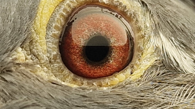 Pigeon eye