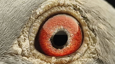 Pigeon eye