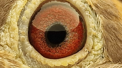 Pigeon eye