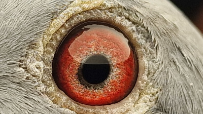 Pigeon eye