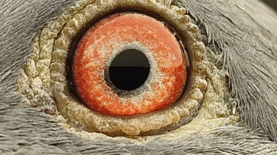 Pigeon eye