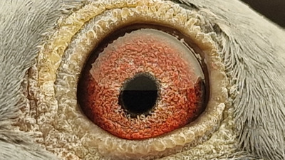 Pigeon eye