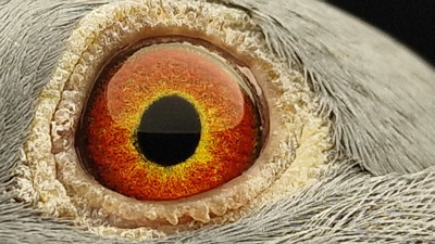 Pigeon eye