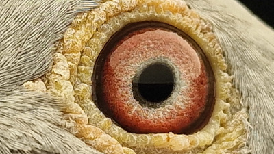 Pigeon eye