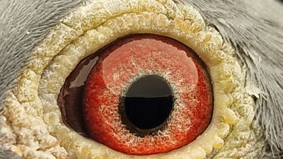 Pigeon eye