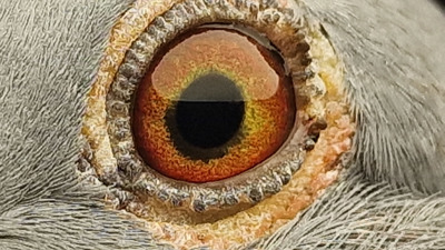 Pigeon eye