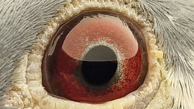 Pigeon eye