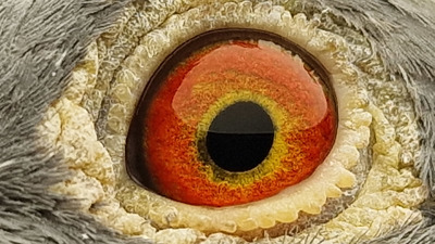 Pigeon eye