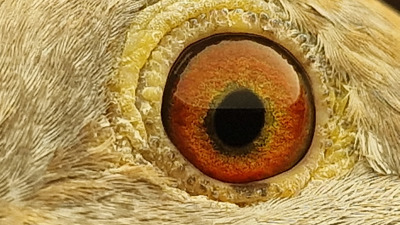 Pigeon eye