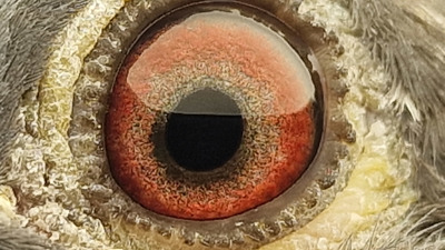 Pigeon eye