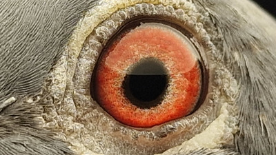 Pigeon eye