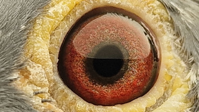 Pigeon eye