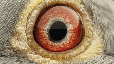 Pigeon eye