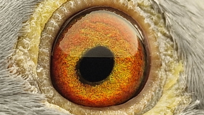 Pigeon eye