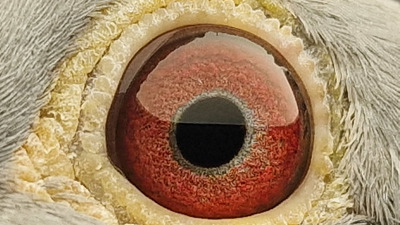 Pigeon eye