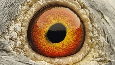 Pigeon eye