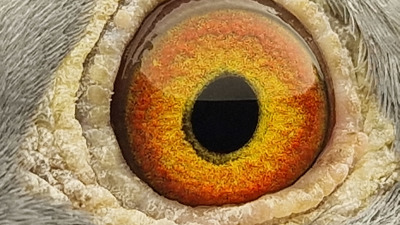 Pigeon eye