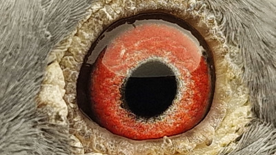 Pigeon eye