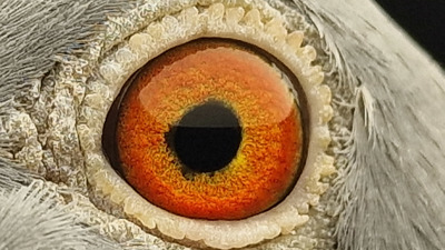 Pigeon eye