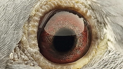 Pigeon eye