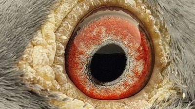 Pigeon eye