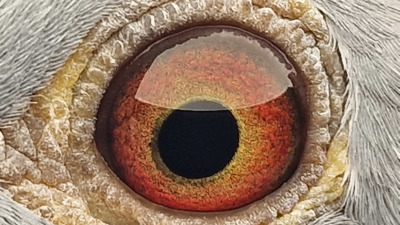 Pigeon eye