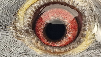 Pigeon eye