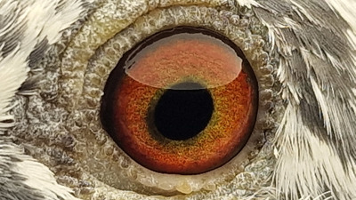 Pigeon eye