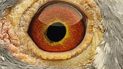 Pigeon eye