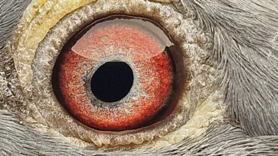 Pigeon eye
