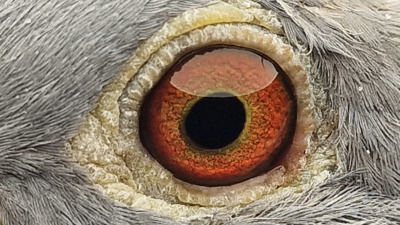 Pigeon eye