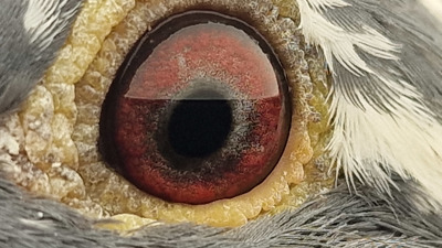 Pigeon eye
