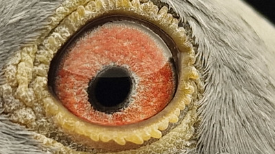 Pigeon eye