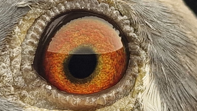 Pigeon eye