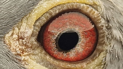Pigeon eye