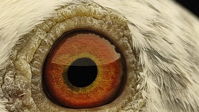 Pigeon eye