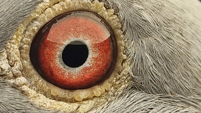 Pigeon eye