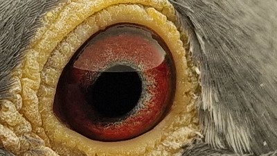 Pigeon eye